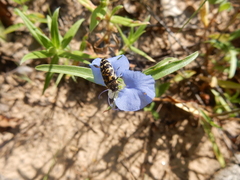 Acmaeodera