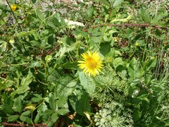 Doronicum corsicum