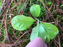 Pyrola elliptica