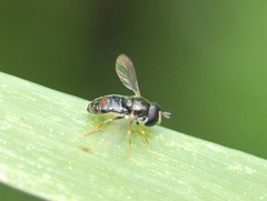 Paragus haemorrhous