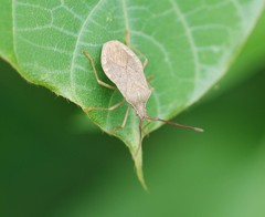 Homoeocerus dilatatus