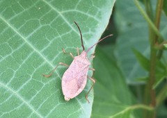 Homoeocerus dilatatus
