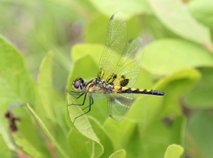 Celithemis martha