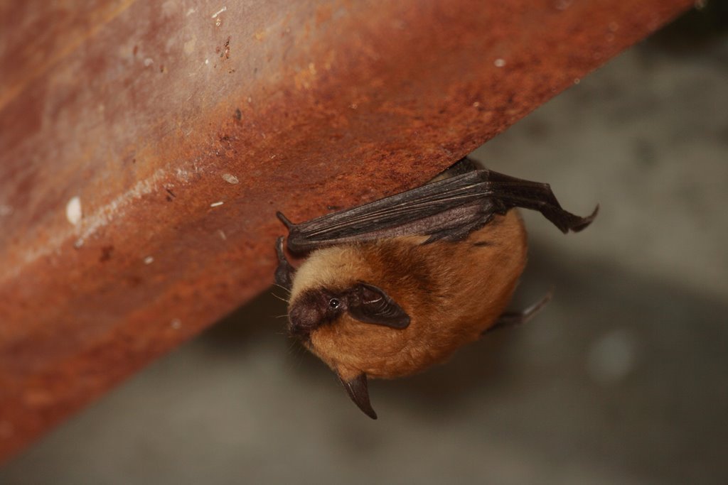 Californian Myotis
