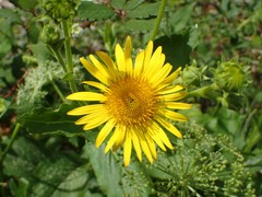 Doronicum corsicum