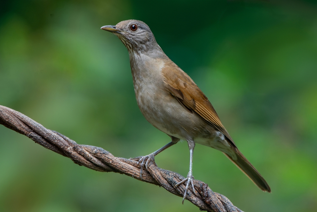 Pale Thrush photo