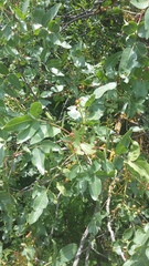 Pistacia atlantica mutica