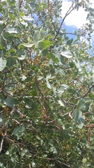 Pistacia atlantica mutica
