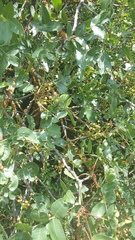 Pistacia atlantica mutica