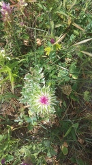 Carduus nutans leiophyllus