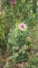 Carduus nutans leiophyllus