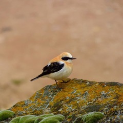 Oenanthe hispanica
