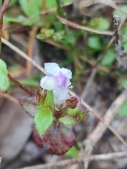 Torenia crustacea