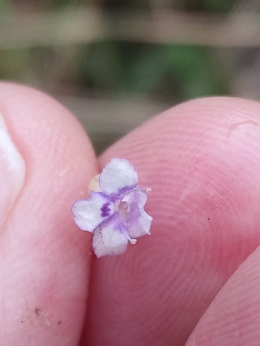 Torenia crustacea, photograph 1