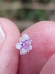 Torenia crustacea, photograph Tony van Kampen, CC BY, iNaturalist via GBIF