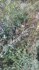 Anchusa leptophylla