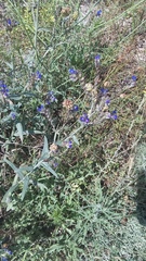 Anchusa leptophylla
