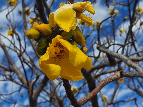 Image of Cochlospermum gillivraei by (c) Lek Khauv, some rights reserved (CC BY)