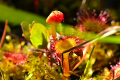 Drosera rotundifolia image