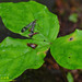Neopanorpa formosana - Photo (c) Kinmatsu Lin, algunos derechos reservados (CC BY-NC)