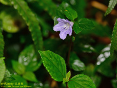 Strobilanthes rankanensis