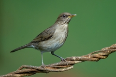 Creamy-Bellied Thrush photo 2