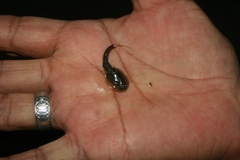 Triops longicaudatus