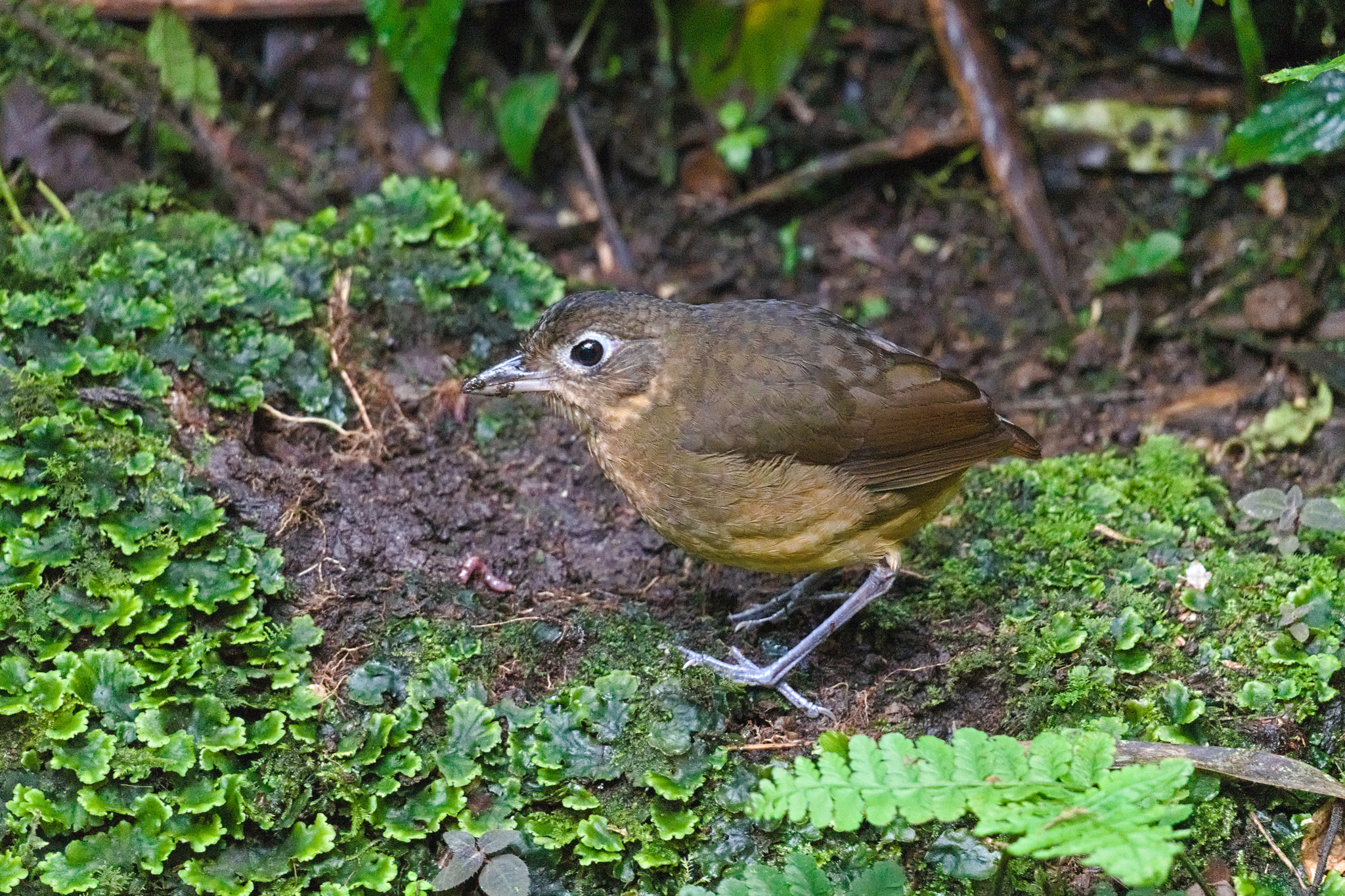 Plain-backed Antpitta (Grallaria haplonota), photo 10