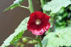 Alcea rosea