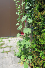 Alcea rosea