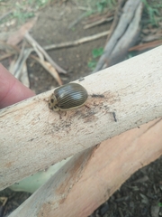 Paropsisterna intacta