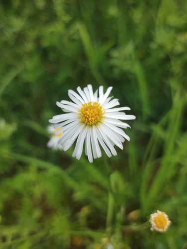 Psilactis asteroides