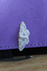 Scopula vigilata