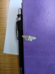 Scopula vigilata