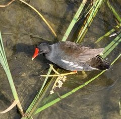 Gallinula galeata cachinnans