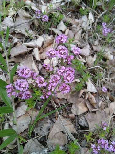 Thymus thracicus