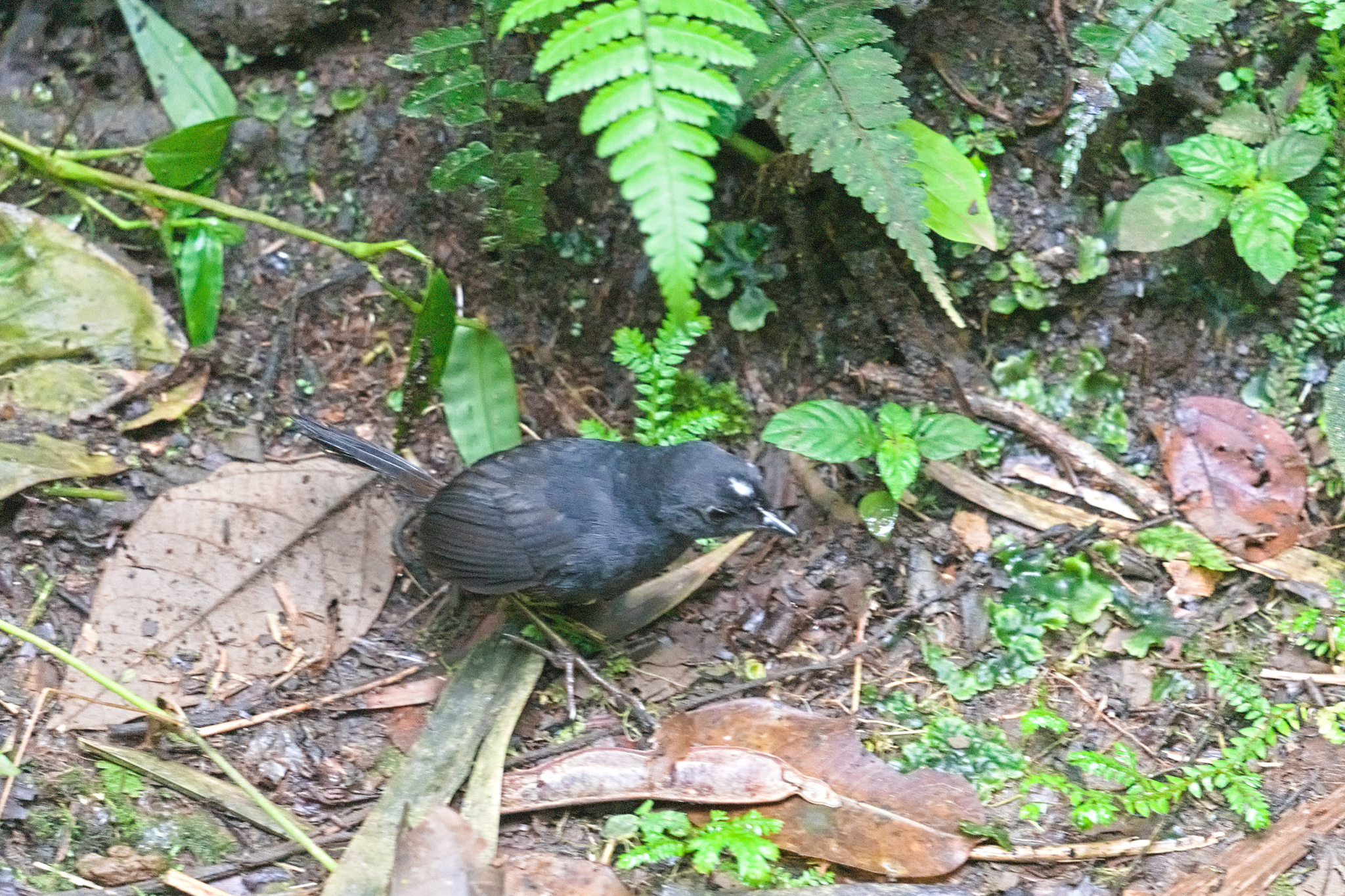 White-crowned Tapaculo (Scytalopus atratus), photo 5