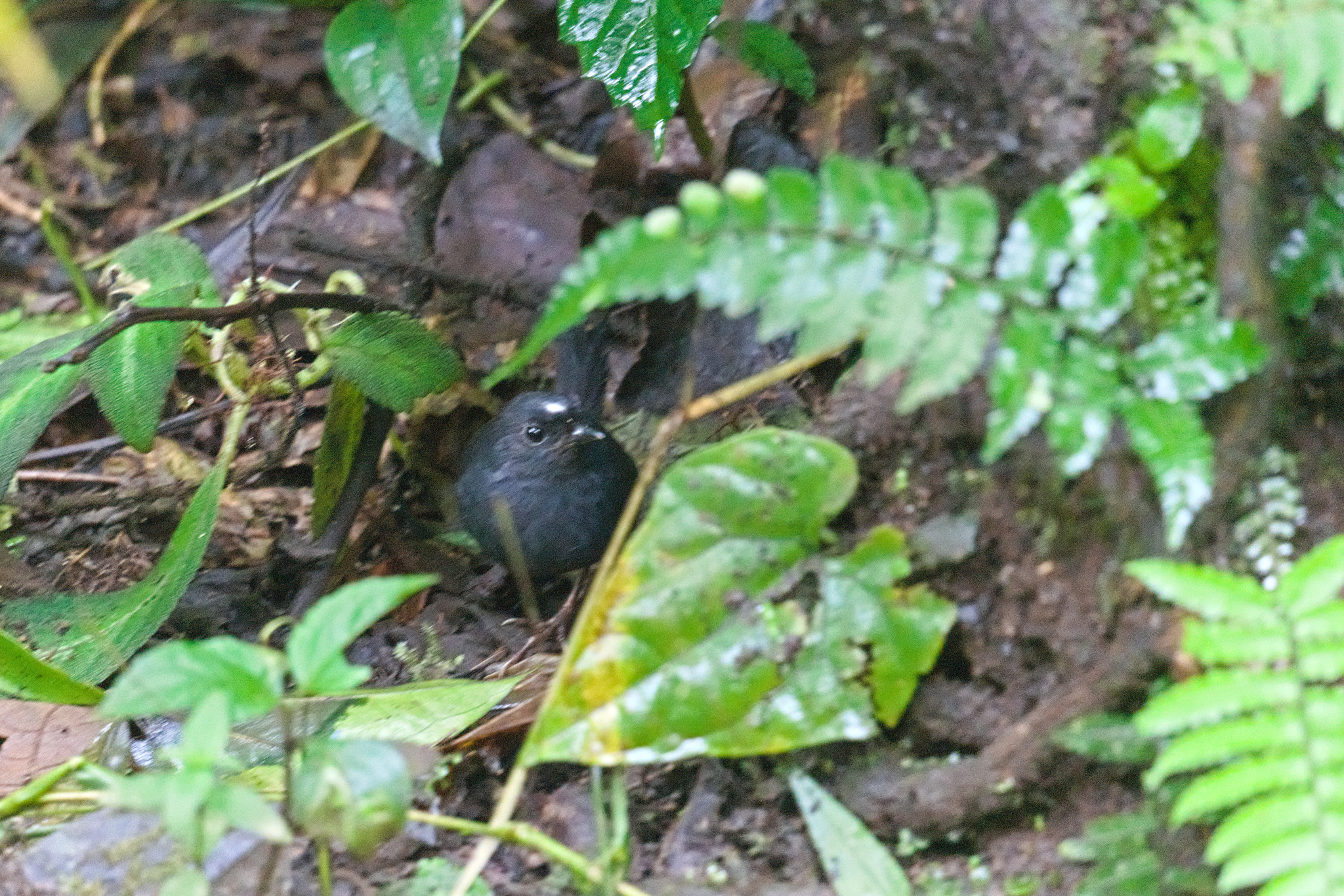 White-crowned Tapaculo (Scytalopus atratus), photo 4