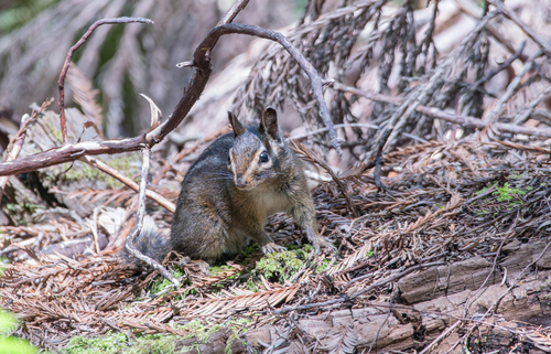 iNaturalist observation photo of Yellow-cheeked Chipmunk