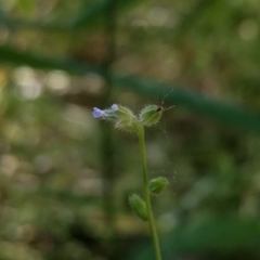 Myosotis stricta