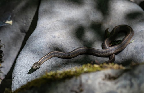 iNaturalist observation photo of Aquatic Garter Snake