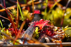 Drosera rotundifolia image
