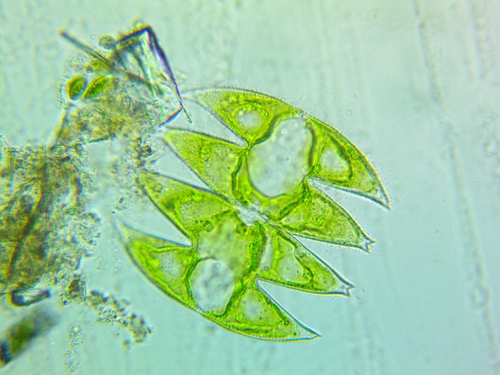 Micrasterias laticeps var. laticeps