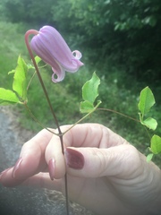 Clematis pitcheri