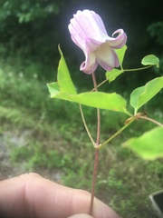 Clematis pitcheri