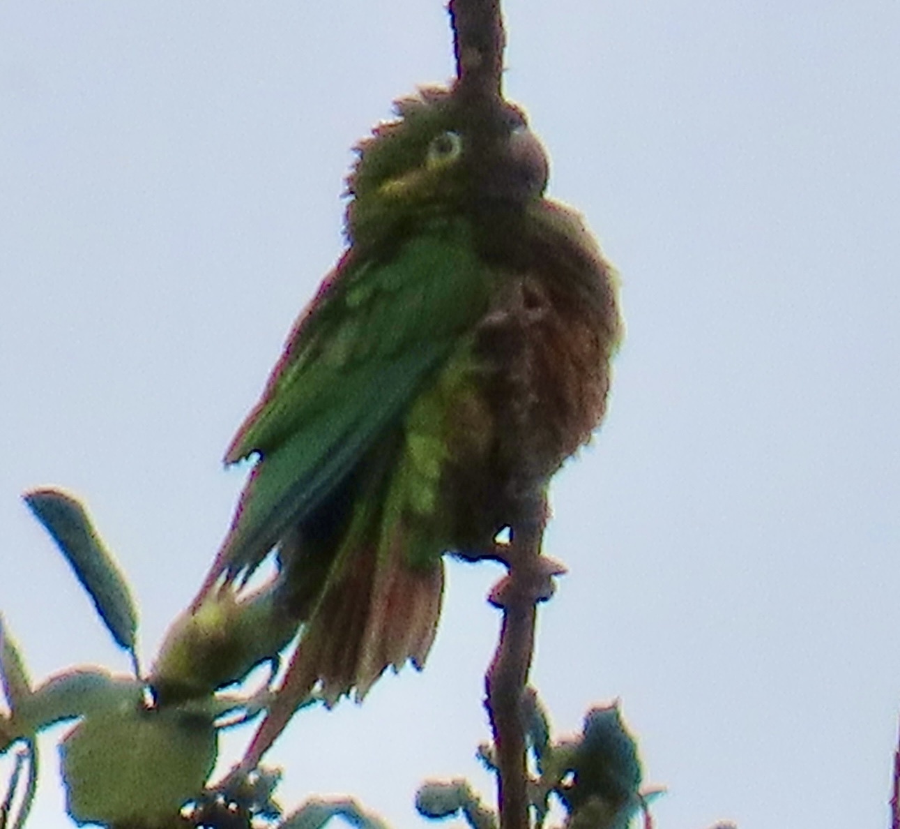 Golden-plumed Parakeet (Leptosittaca branickii), photo 10