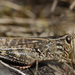 Italian Locust - Photo (c) Björn S..., some rights reserved (CC BY-SA)