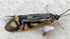 Macrostemum zebratum