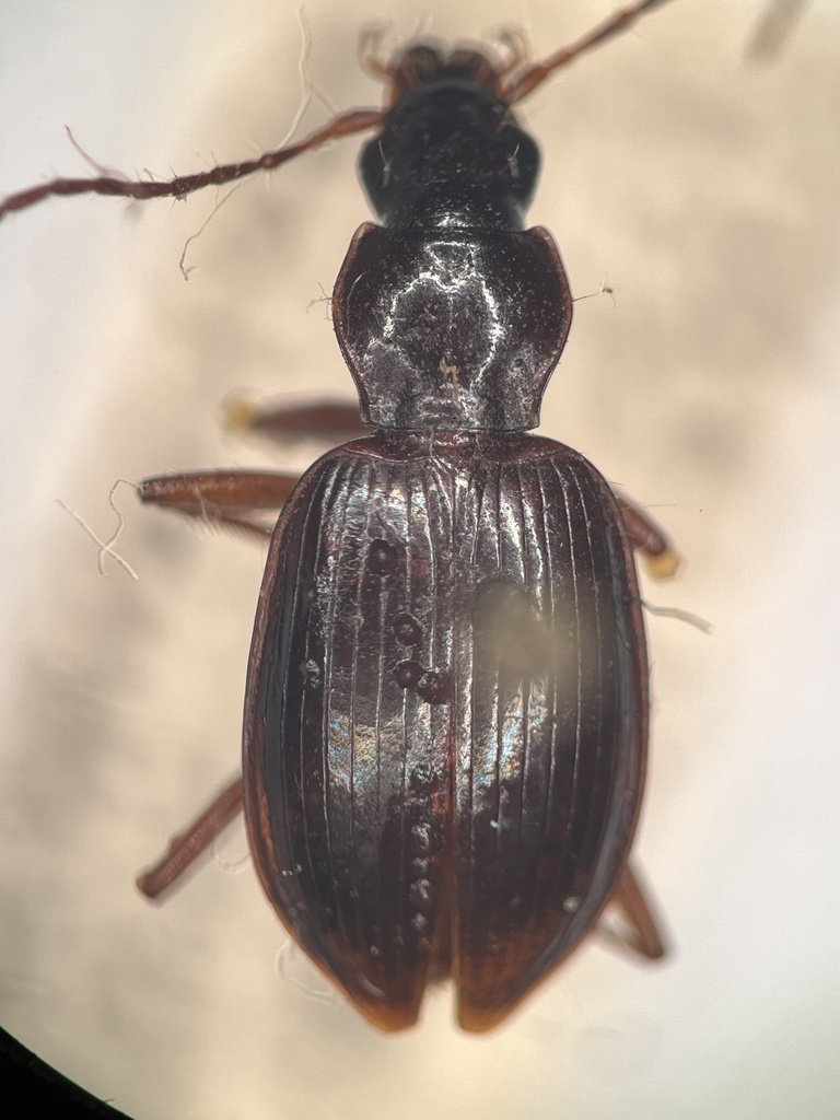 Anchomenus capensis