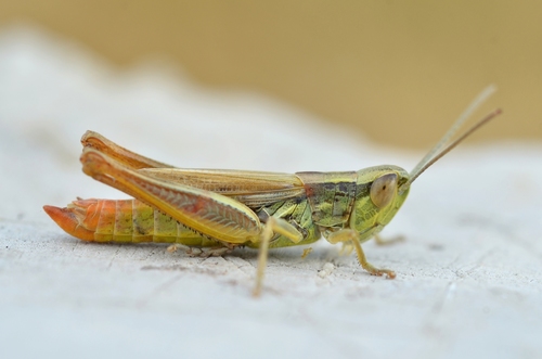 Common Straw Grasshopper